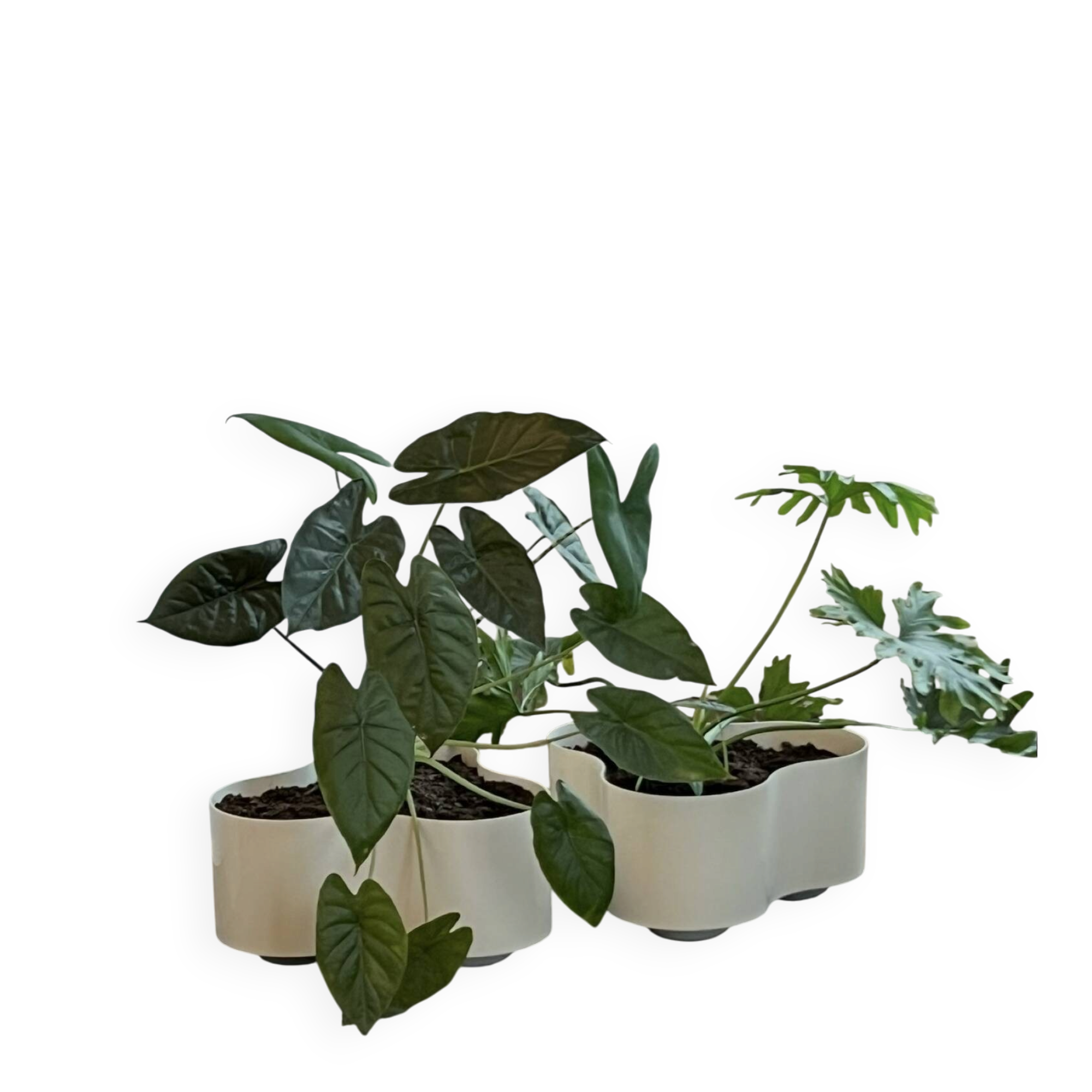 Wavy Planter La Fiorera White by Valenti, 1970s