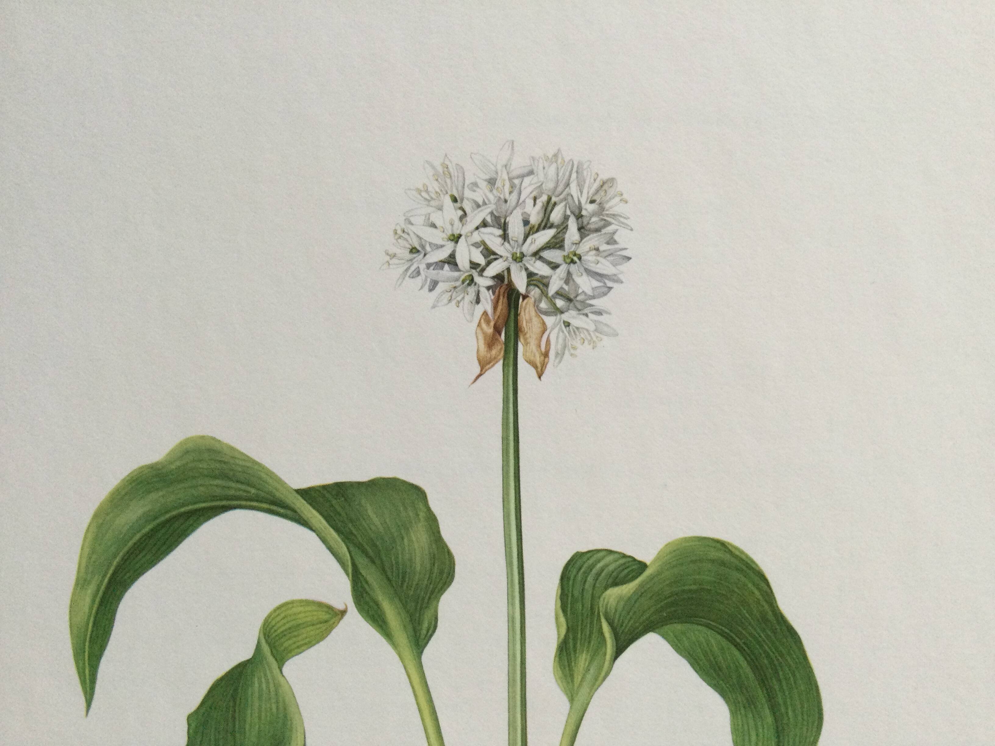Botanical poster, Old illustration "flowers" from the 60s