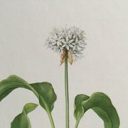Botanical poster, Old illustration "flowers" from the 60s