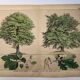 Gravure botanique 1870. Hêtre et Chêne. Planche arbre Vintage
