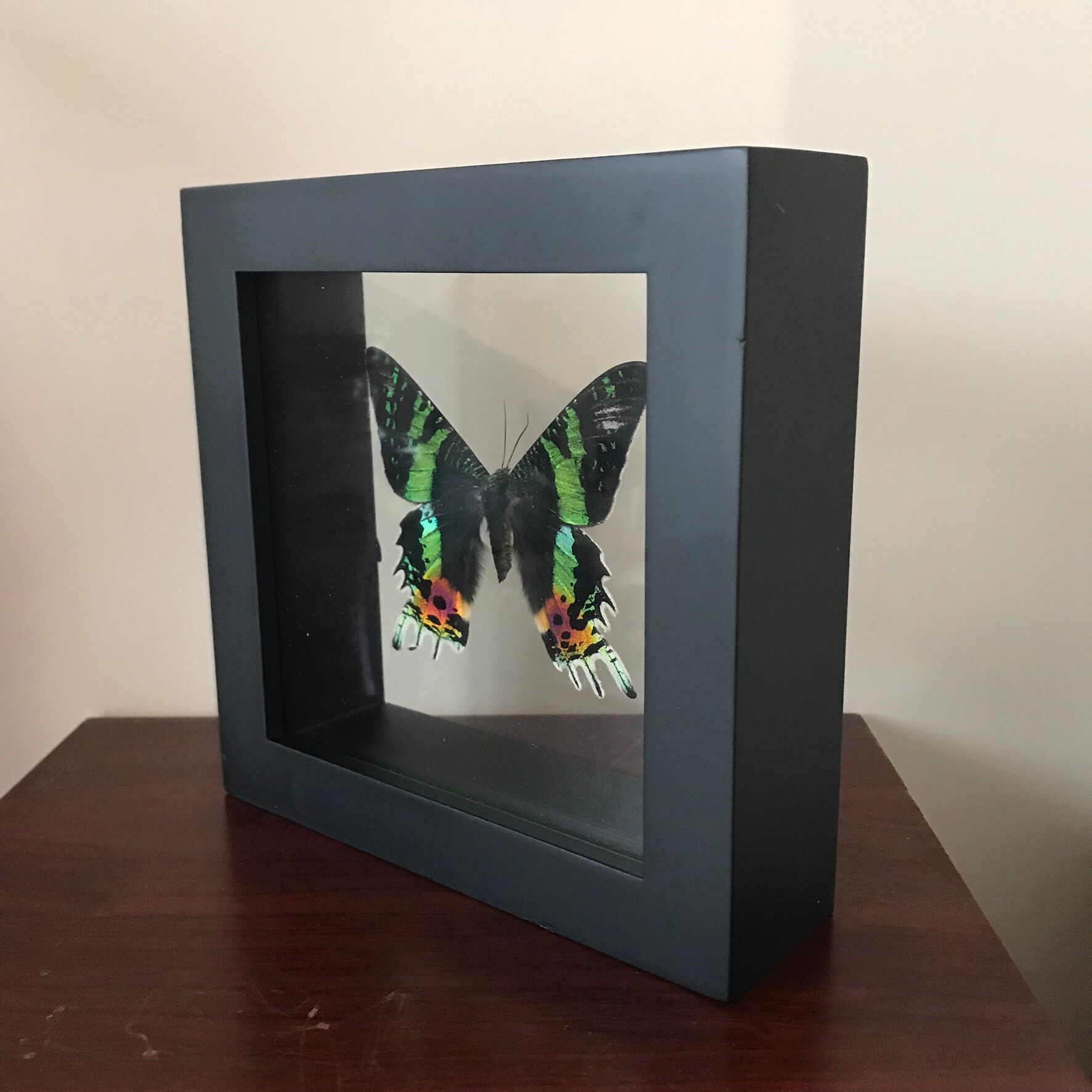 Urania Ripheus double glass frame 16 x 16