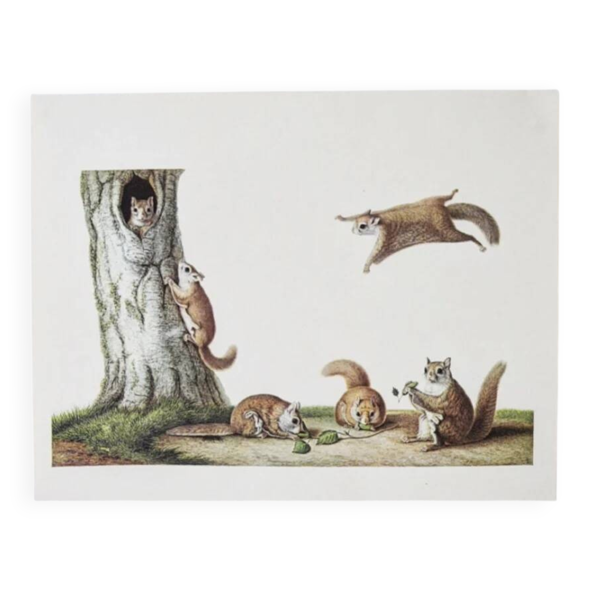 Bestiary plates from the Natural History Museum The flying squirrels