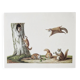 Bestiary plates from the Natural History Museum The flying squirrels