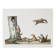 Bestiary plates from the Natural History Museum The flying squirrels