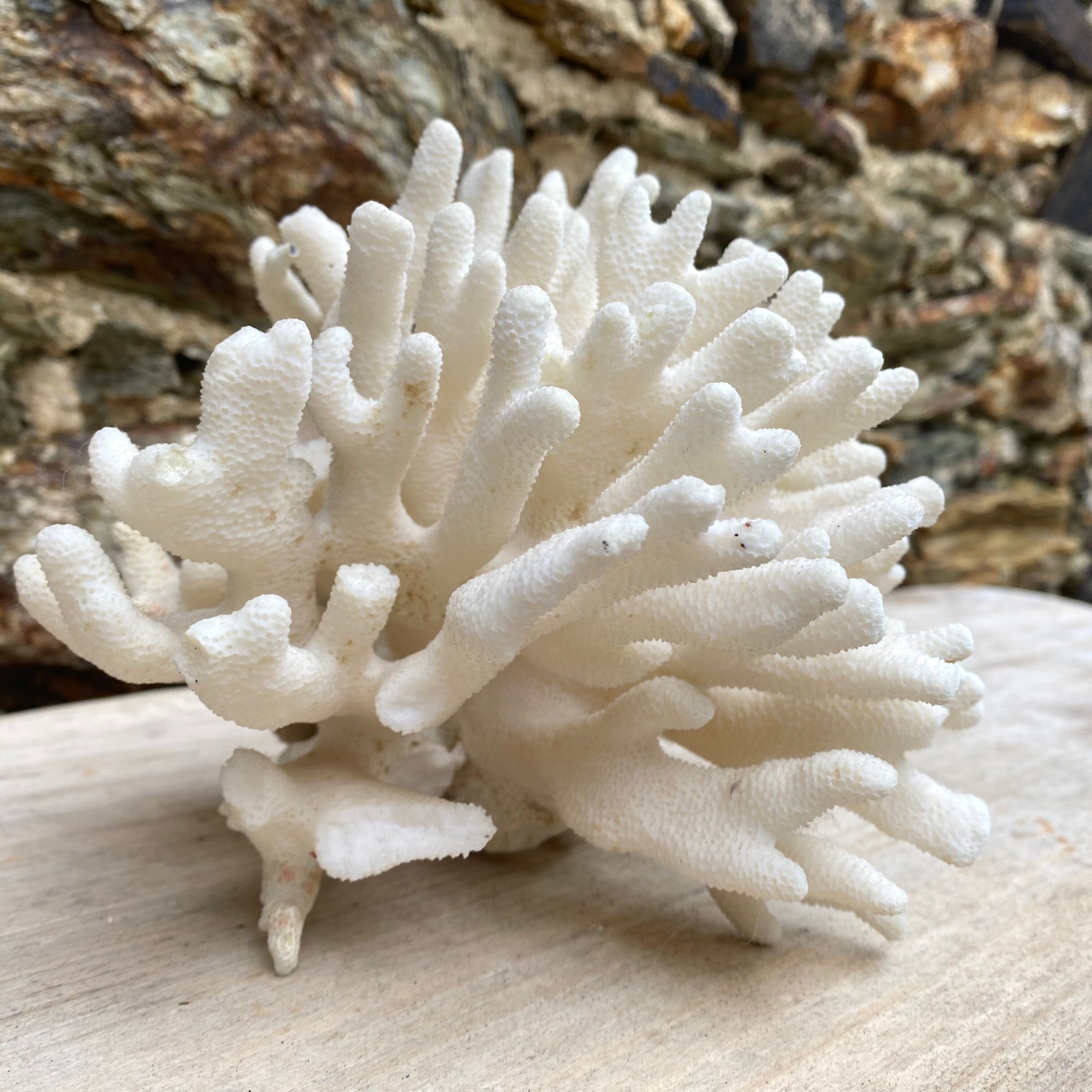 Corail elkhorn, corail corne de cerf