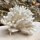 Corail elkhorn, corail corne de cerf