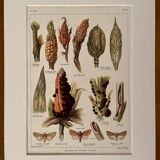 Lithograph on corn from 1921