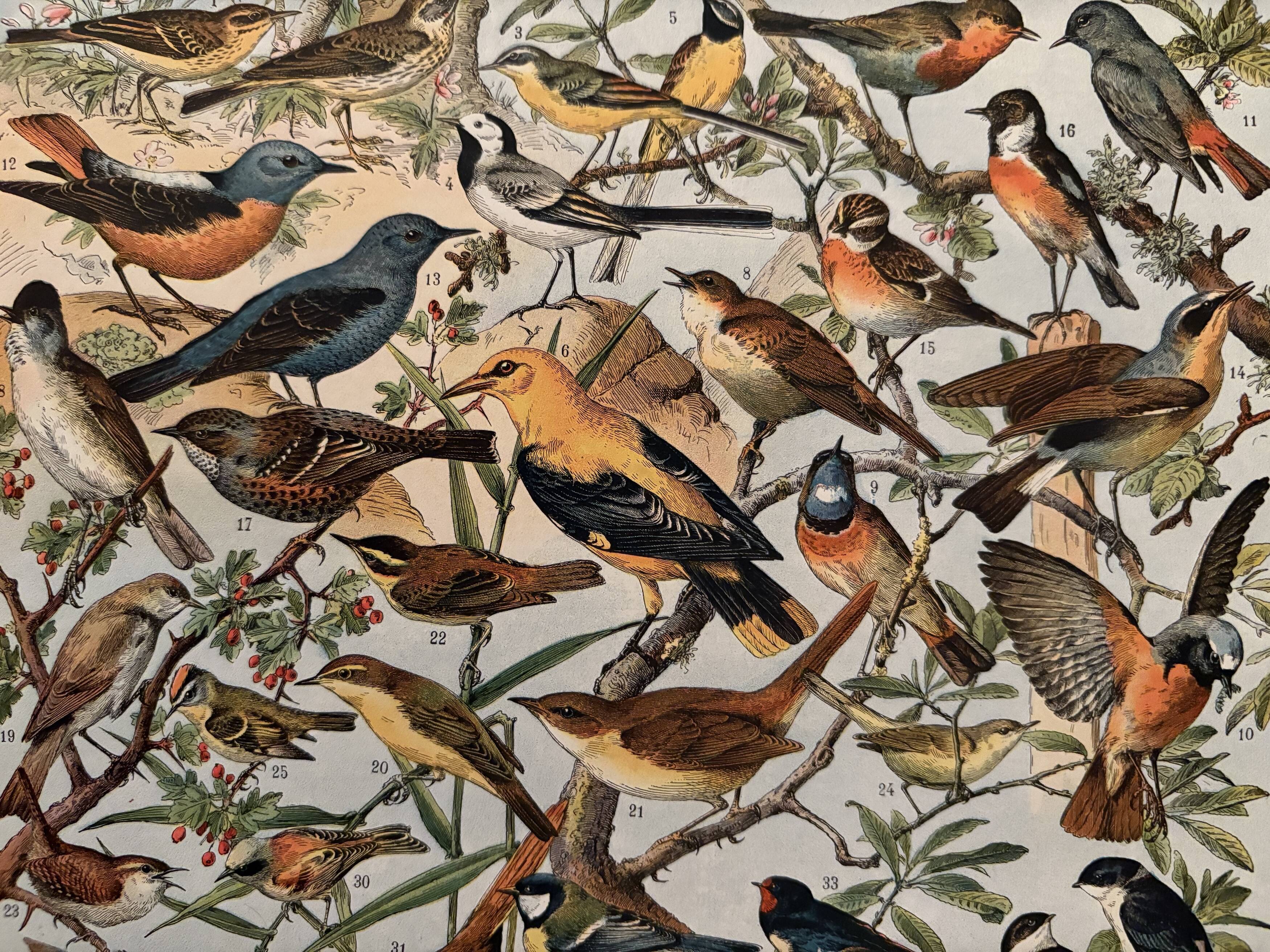 Old illustrated plate on useful birds - 1910