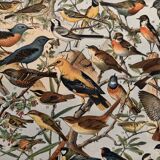 Ancienne planche illustrée sur les oiseaux utiles ï - 1910