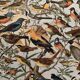 Old illustrated plate on useful birds - 1910