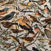 Ancienne planche illustrée sur les oiseaux utiles ï - 1910