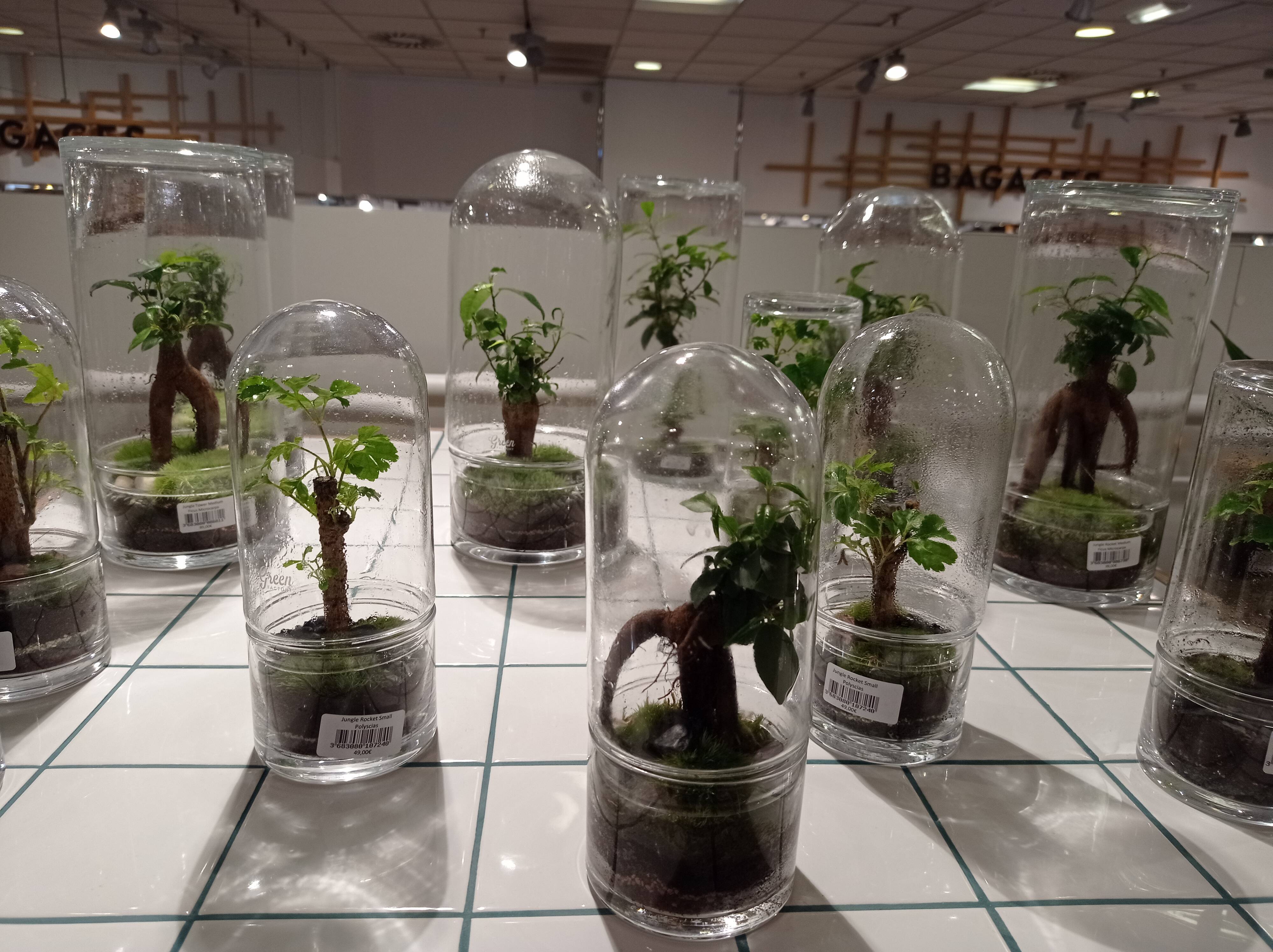 Set of 4 glass shell globes