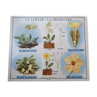 Affiche scolaire ancienne vintage années 60 botanique rossignol coucou primevère