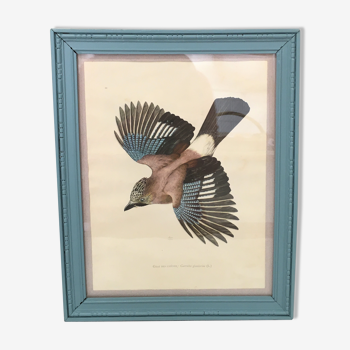 Lithographie ornithologique