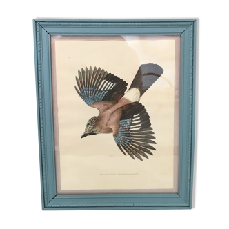 Lithographie ornithologique