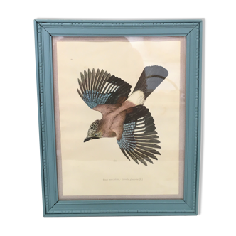 Ornithological lithography
