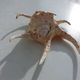 Shellfish Lambis or Strombes