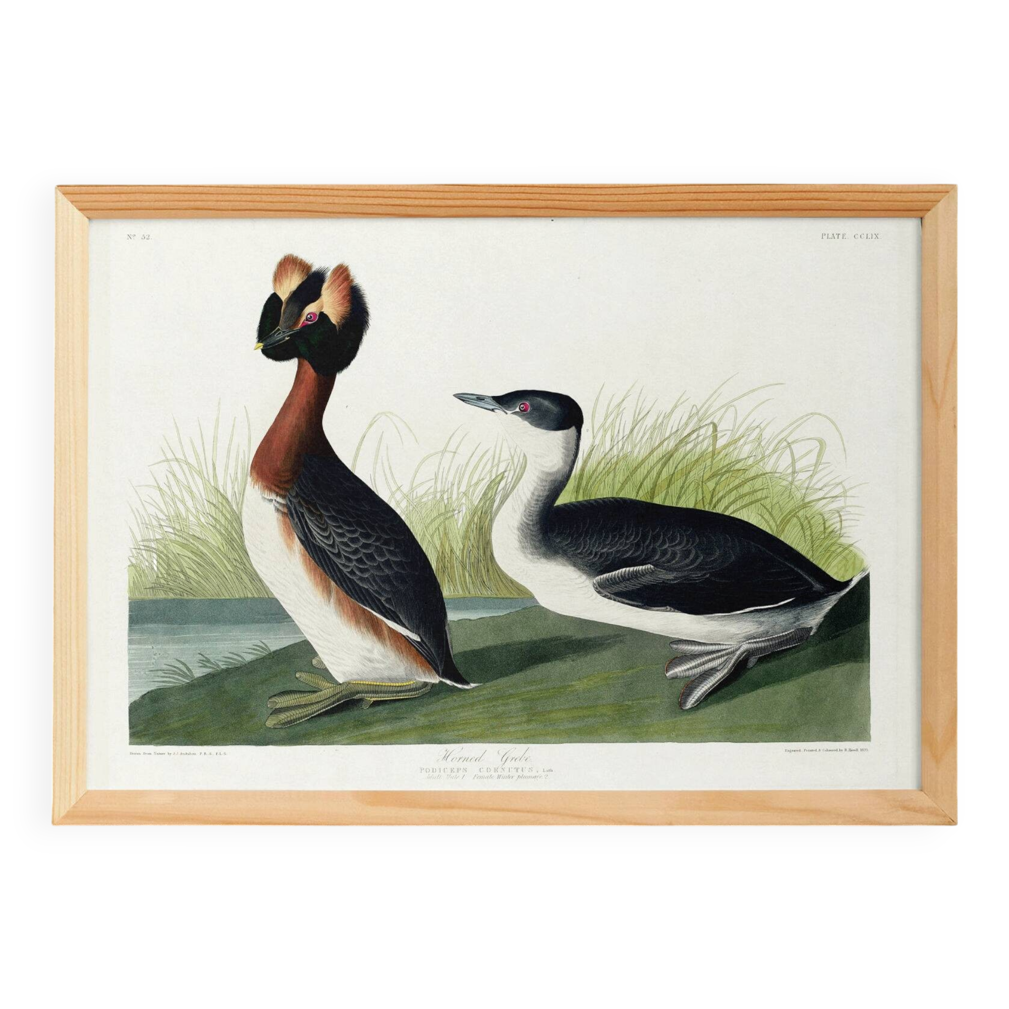 Poster about the great crested grebe, based on an old engraving from 1827.
