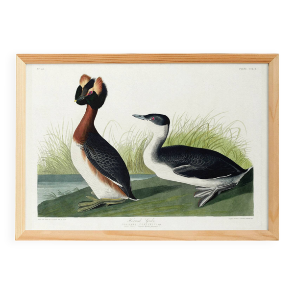 Affiche sur le grèbe huppé, d’après une gravure ancienne de 1827.