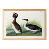 Poster about the great crested grebe, based on an old engraving from 1827.