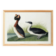 Poster about the great crested grebe, based on an old engraving from 1827.