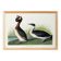 Poster about the great crested grebe, based on an old engraving from 1827.