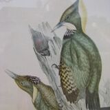 Pair of engravings "with birds"