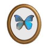 Naturalized butterfly oval bulging frame