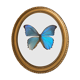 Naturalized butterfly oval bulging frame