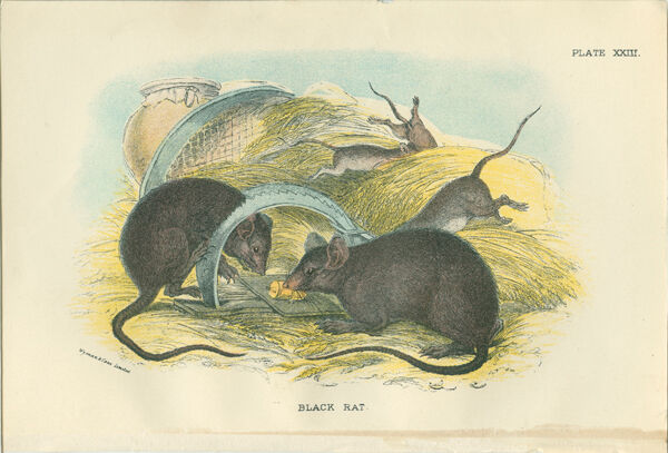 Planches d'histoire naturelle : Des rats noirs  et des souris des bois, par Richard Lydekker
