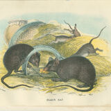 Planches d'histoire naturelle : Des rats noirs  et des souris des bois, par Richard Lydekker