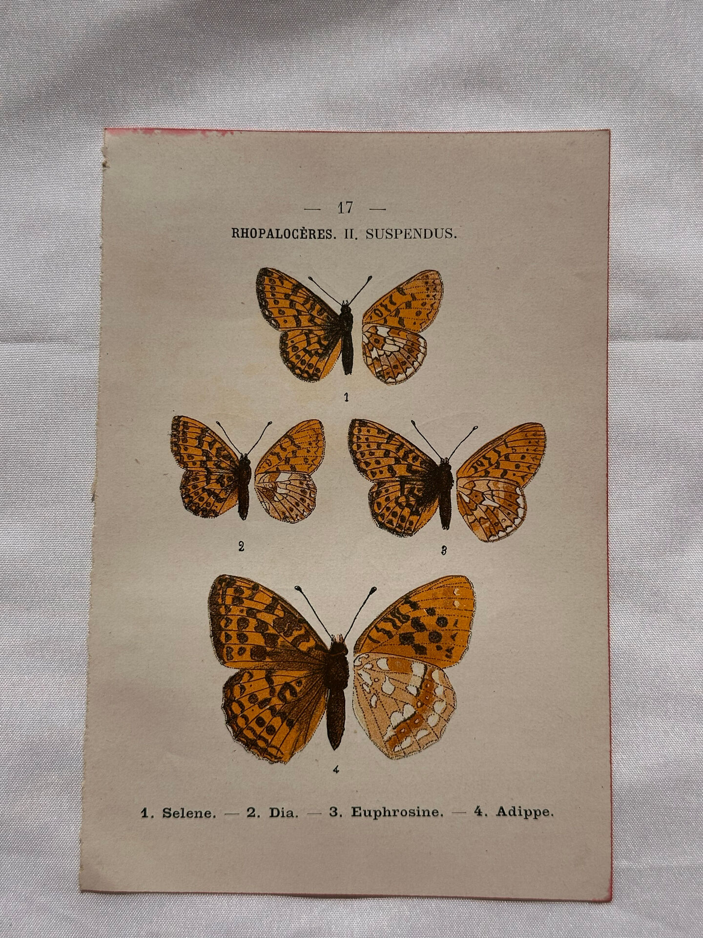 Botanical Plate 1800 Old naturalist engraving 19th century double-sided