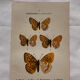 Botanical Plate 1800 Old naturalist engraving 19th century double-sided