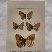 Planche Botanique 1800 Gravure naturaliste ancienne 19eme recto verso