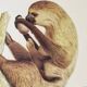 Bestiary plates from the Natural History Museum The sloth