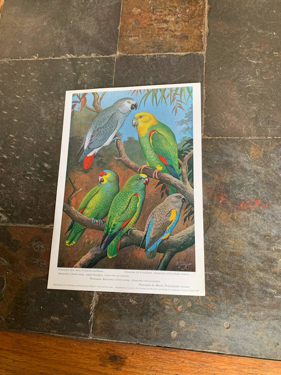 Poster "The Birds of the World" - 1969