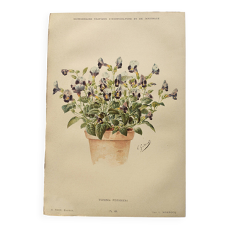 Gravure de fleur de 1899 - Torenia - Planche botanique vintage