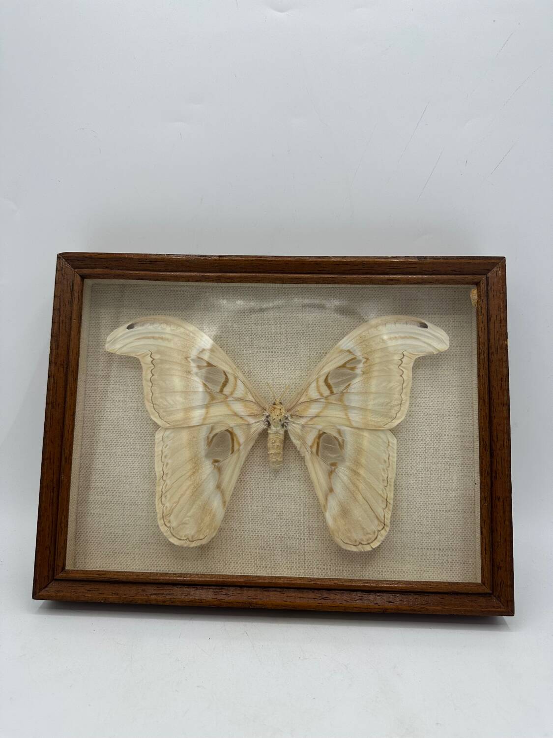 Vintage butterfly frame