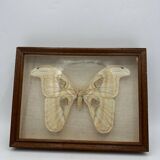 Vintage butterfly frame