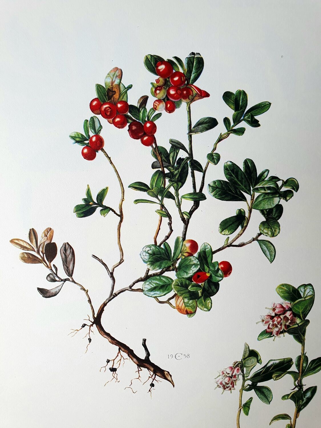 Botanical board Lingonberry red
