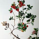 Botanical board Lingonberry red