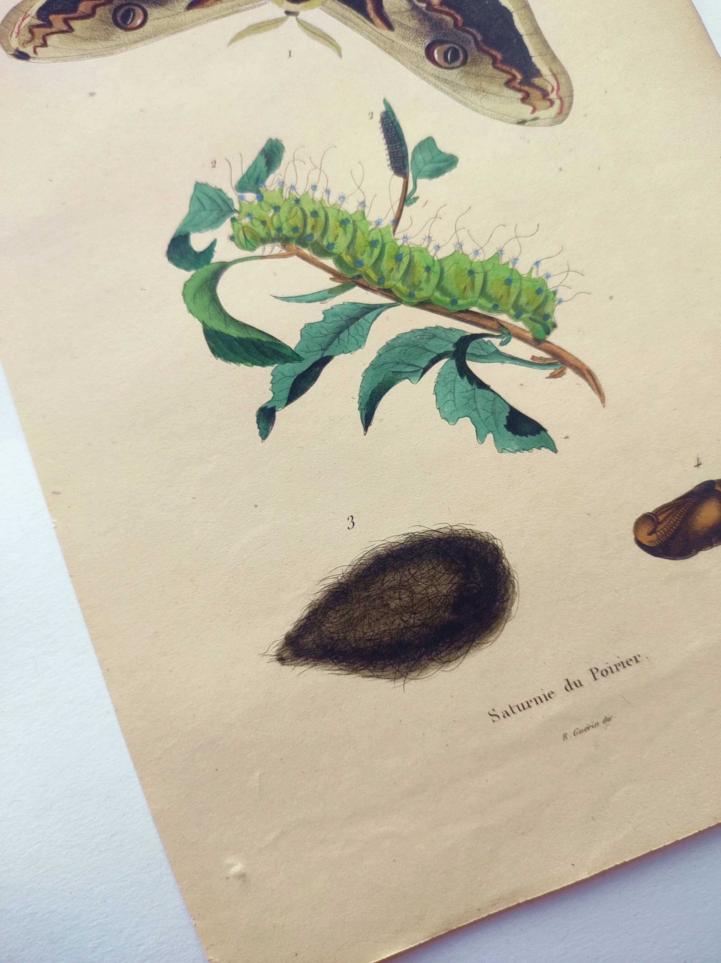 Antique engraving from 1839 -Pear Tree Saturnia Butterfly- Hand-colored zoological plate. Original