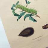 Gravure de 1839 - Papillon Saturnie Poirier- Planche zoologique coloriée à la main