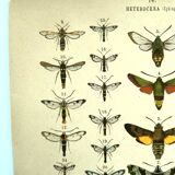Antique print of Butterflies - Lithograph from 1887 - Populi Illustration