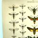Antique print of Butterflies - Lithograph from 1887 - Populi Illustration