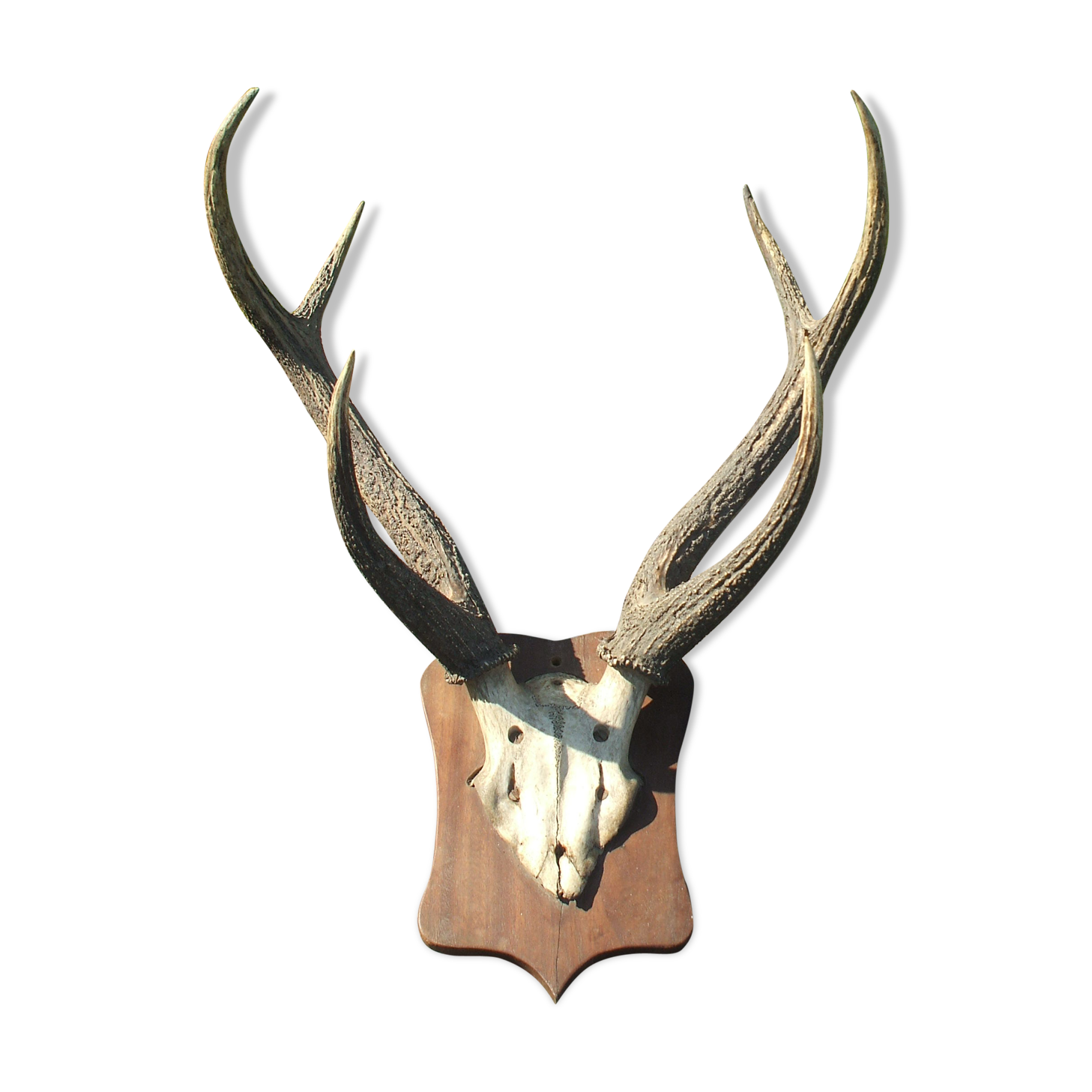 Slaughter of deer on coat of arms