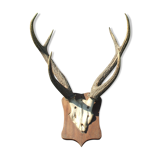 Slaughter of deer on coat of arms