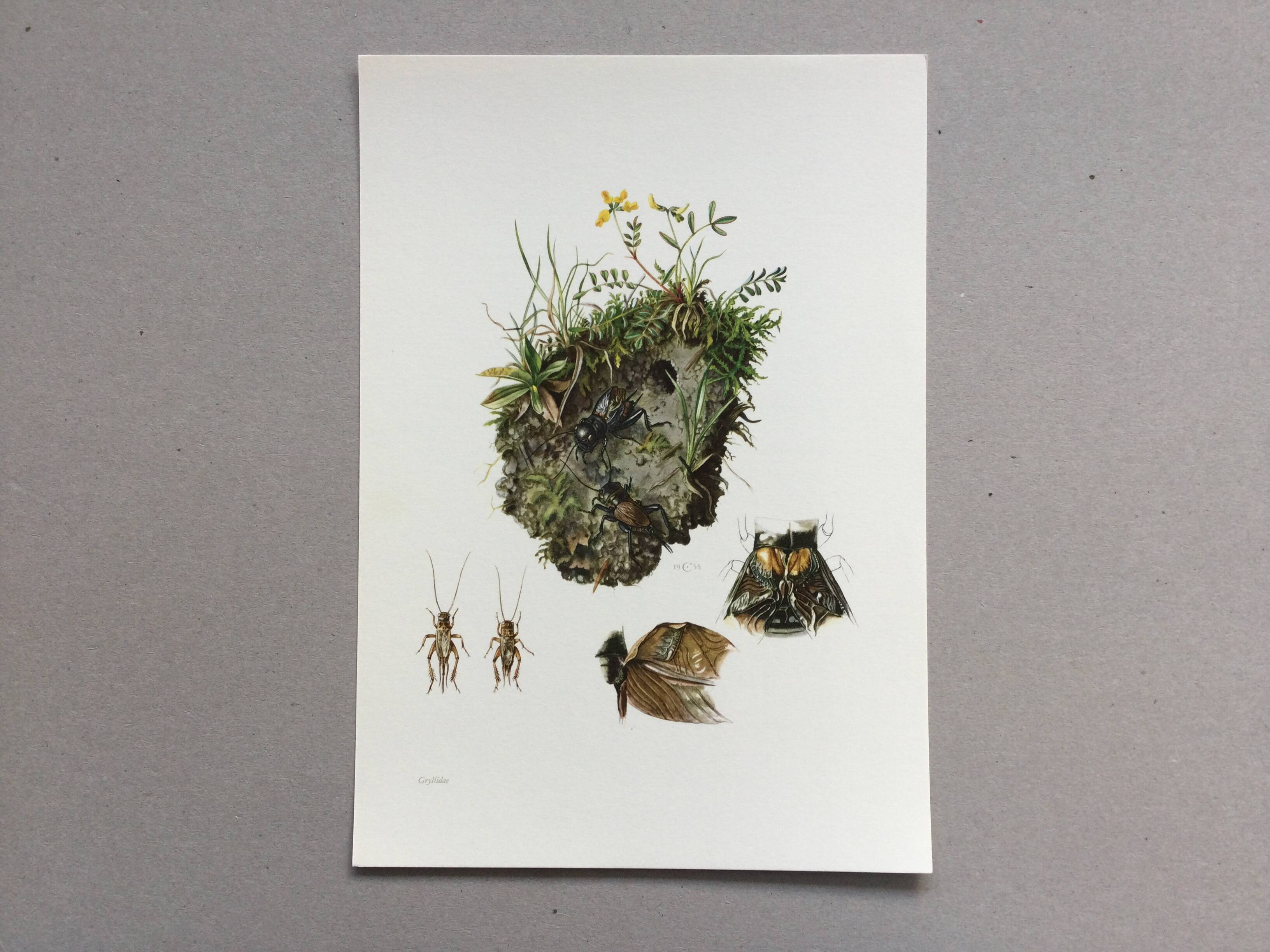 Antique illustration "insects", 1960s