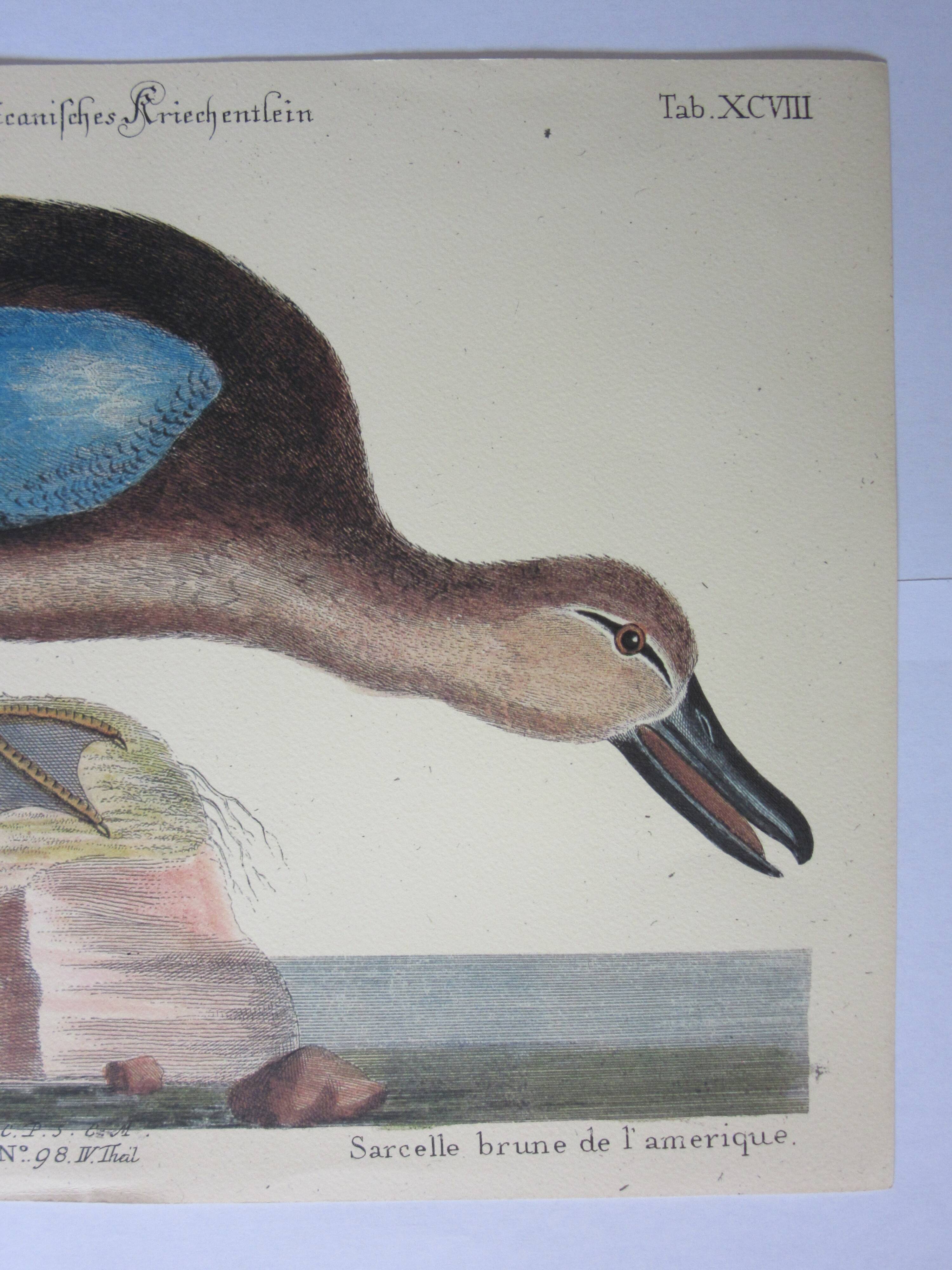 Engraving bird, brown teal, repro catesby