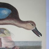 Engraving bird, brown teal, repro catesby